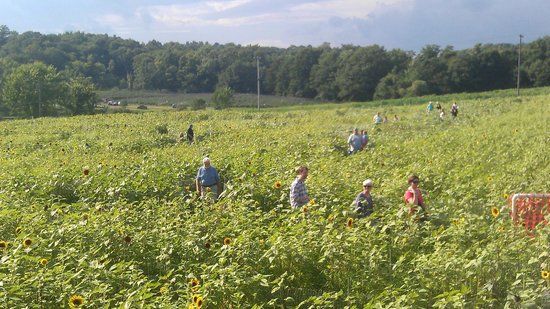 Lyman Orchards